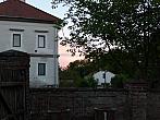 Třibřichy